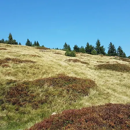 Steiner Apartament *